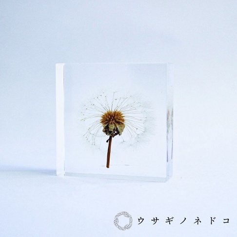 透明壓克力塊中封存著一朵完整的蒲公英標本，呈現淡褐色花心與白色絨毛狀種子，植株莖部為褐色，整體質感清晰。