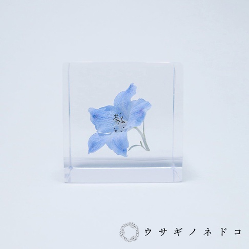 透明壓克力立方塊中，封存著一朵藍色翠雀花，花瓣細緻，花蕊深色，花莖彎曲。