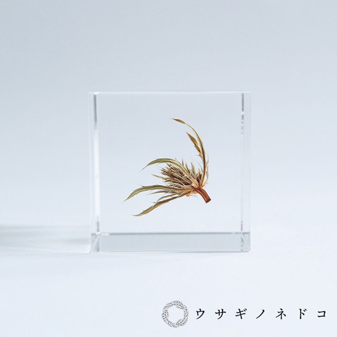 Sola cube 刺芹立方塊，透明壓克力方塊中封存著一株乾燥的刺芹，呈現棕褐色與淡綠色，帶有細緻的葉片與花序。