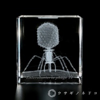 透明方形水晶塊內，以雷射雕刻出噬菌體T4的立體圖像，呈現其頭部、頸部和六隻觸手的結構，表面有「Enterobacteriophage T4」字樣。