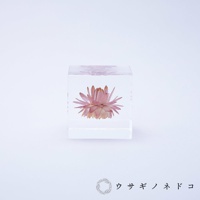 透明立方體中封存著一朵乾燥的蠟菊，花瓣呈粉紅色至淺橘色，層層疊疊，置於白色背景上。