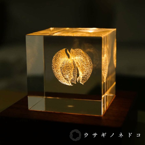 透明立方塊中封存著乾燥的黑酸漿，呈現細緻的網狀結構，色澤為溫暖的琥珀黃，光線穿透時散發出柔和的光暈，整體視覺效果精緻而富有質感。