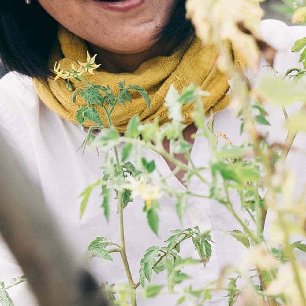 黃色今治匹馬棉經典圍巾，柔軟材質，圍繞在穿著白色上衣的人頸間，前方有綠色番茄植株。