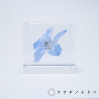 透明立方體內封存著一朵淺藍色翠雀花，花瓣層疊，中心點綴深色花蕊，置於純白色背景上。