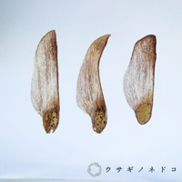 三枚黑松樹種子標本，呈現木紋狀的淺棕色翅膀和深棕色種子部分，呈彎曲狀排列。