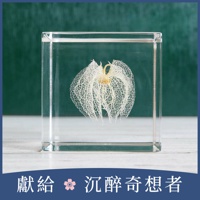 Sola cube 黑酸漿立方塊 (宙言葉：心思細膩)