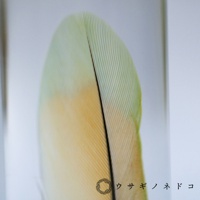 桃面牡丹鸚鵡羽毛標本，羽軸深色，羽片呈現從淺綠色漸變至淡黃色的柔和色彩，羽毛紋理清晰可見。