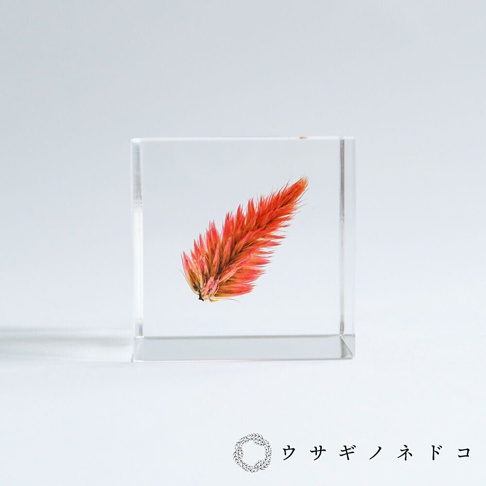 透明立方塊內封存著一株乾燥的火焰般鮮紅與橘黃色的雞冠花。