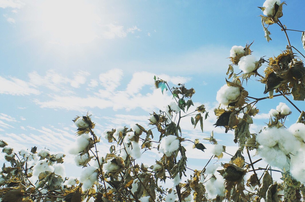 今治匹馬棉雙色圍巾，圖片顯示棉花田，純淨的白色棉花在藍天白雲下綻放，展現棉花天然的柔軟與純粹。