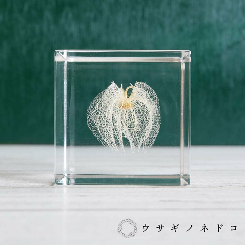 透明方形壓克力塊中，封存著一朵精緻的白色網狀黑酸漿果實，果實中央帶有淡黃色，整體呈現細膩鏤空的結構，置於淺木紋背景上。