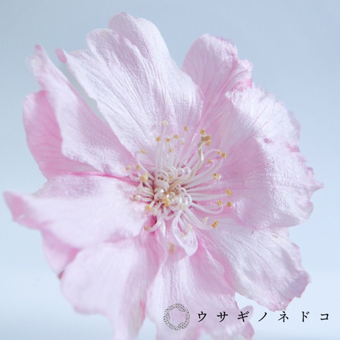 一朵淡粉色八重紅枝垂櫻花，花瓣層疊，花蕊呈白色，帶有黃色花粉，背景為淺藍色。
