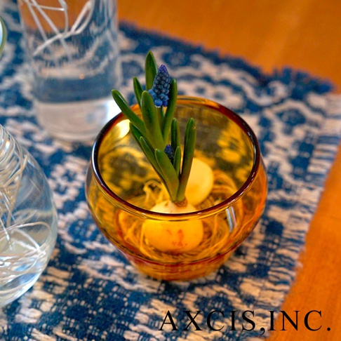 琥珀色圓潤玻璃杯，盛裝著水仙球莖和初生的藍色花苞，杯身帶有復古質感。