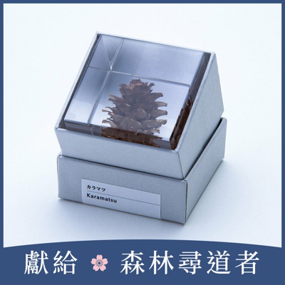 Sola cube 落葉松毬果立方塊 (宙言葉：反骨精神)