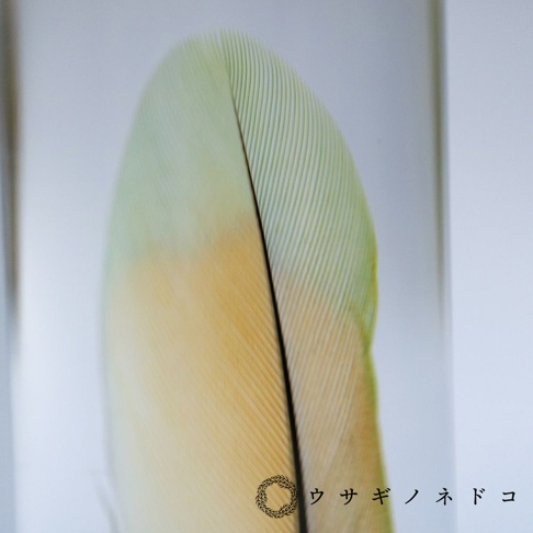 桃面牡丹鸚鵡羽毛標本，羽軸深色，羽片呈現從淺綠色漸變至淡黃色的柔和色彩，羽毛紋理清晰可見。