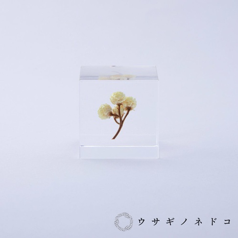 透明立方體封存著一枝帶有數朵淡黃色小花的乾燥植物，植物莖部呈現棕色，整體置於純白背景上。