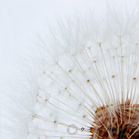 Sola cube 蒲公英立方塊，特寫鏡頭，展現蒲公英種子細緻的絨毛、纖細的種柄，以及中央褐色種托的紋理。