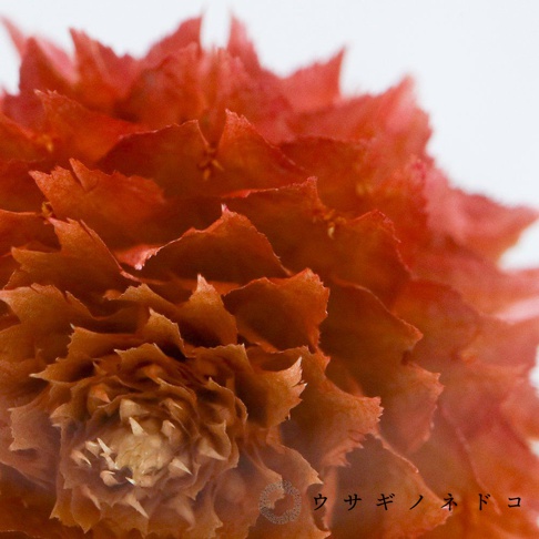 Sola cube 千日紅立方塊，展示乾燥後的千日紅花朵，呈現深紅色至橘紅色的漸層，花瓣層疊，紋理清晰。