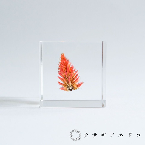 透明立方體內封存著一株乾燥的橘紅色青葙花穗，花穗呈現羽毛狀，由細密的絨毛組成，頂端較尖，基部較寬。