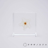 透明立方體中封存著一朵乾燥的白色黑酸漿，其網狀的細緻花瓣和中央的橘褐色花蕊清晰可見，產品置於白色背景上。