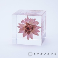 透明壓克力立方塊內封存著乾燥的粉色蠟菊，花朵呈放射狀展開，花瓣邊緣帶有褐色，中心為深棕色。