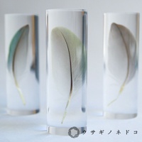 三個透明圓柱體中分別封存著桃面牡丹鸚鵡的羽毛標本，呈現不同角度的綠色、灰褐色與淺綠色羽毛，羽毛紋理清晰可見。