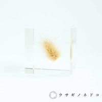 透明立方體內封存著一束淺棕色兔尾草，草穗蓬鬆，纖細的絨毛向外散開，置於白色背景上。