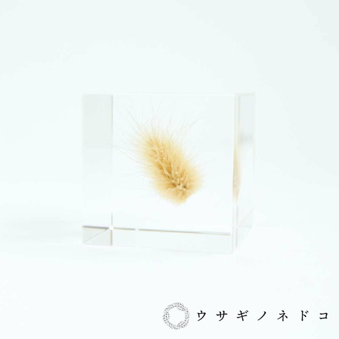 透明立方體內封存著一束淺棕色兔尾草，草穗蓬鬆，纖細的絨毛向外散開，置於白色背景上。
