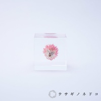 透明立方體內封存著一朵乾燥的粉紅色千日紅，花瓣呈放射狀展開，中心為白色。