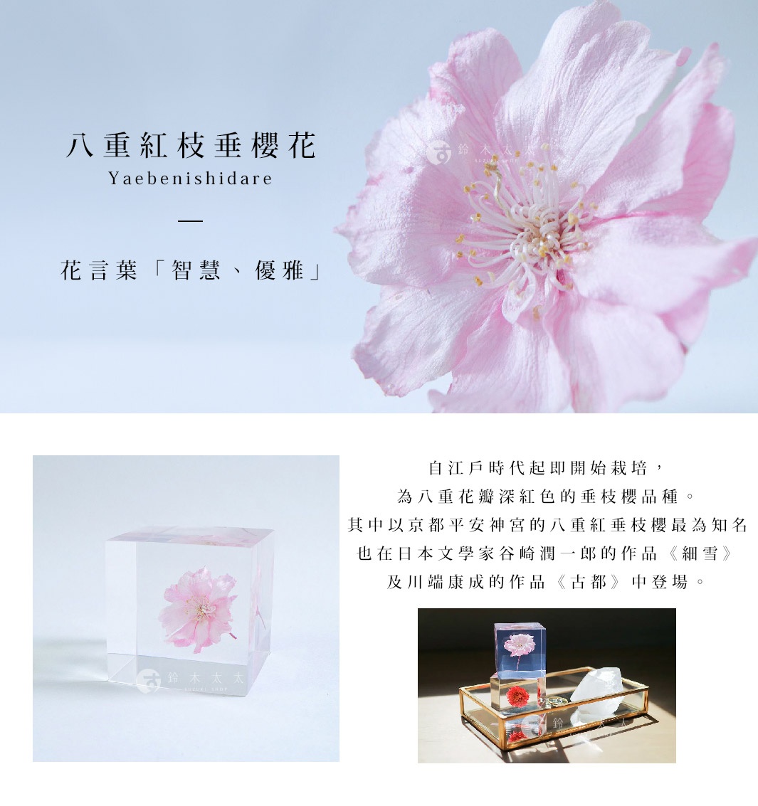 粉色八重紅枝垂櫻花置於透明壓克力方塊中，背景為粉色花瓣散景，下方搭配日文介紹。