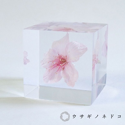 Sola cube 大寒櫻花立方塊 (花言葉：高尚、純潔)