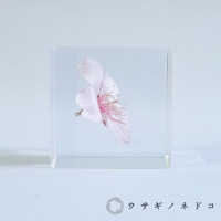 透明壓克力立方塊中封存著一朵淡粉色大寒櫻花，花瓣細緻，花蕊呈現粉紅色，整體置於淺藍色背景前。