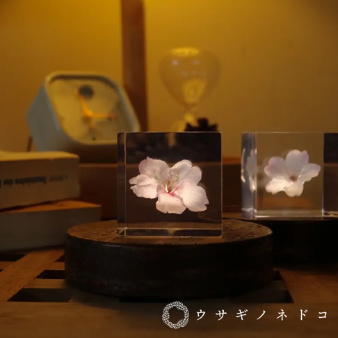 兩個透明立方體，分別封存著一朵粉色大寒櫻花。左側立方體中的櫻花花瓣較為展開，花蕊清晰可見，呈現柔和的粉白色調。右側立方體中的櫻花花瓣較為含苞，花蕊隱約可見。