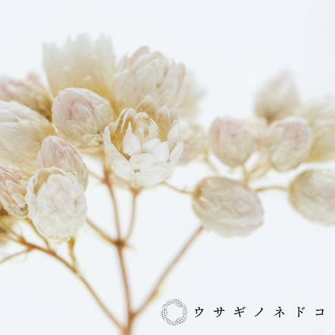 乾燥的米香花束，呈現米白色與淡粉色，花朵呈細緻的圓球狀與花苞狀，枝幹為淺褐色。