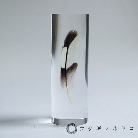 透明樹脂塊中封存著一根虎皮鸚鵡羽毛標本，羽毛呈現白色、棕色和黑色相間的條紋，羽梗為淡黃色。