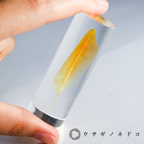 透明樹脂封存的桃面牡丹鸚鵡羽毛標本，羽毛呈現漸層的黃色與橘色，羽軸清晰可見。