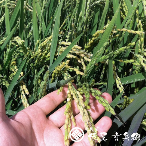 手捧著一串串稻穗，稻穗上結滿了淡黃色的稻穀，綠色的稻葉茂密，背景是整齊的稻田。