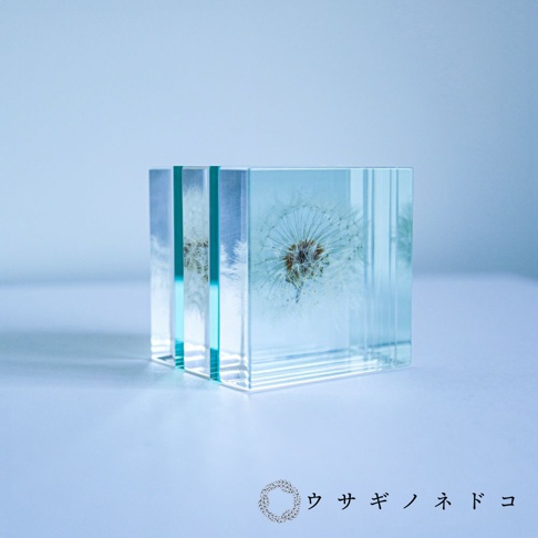 透明壓克力塊內嵌著蒲公英，呈現斷層效果，邊緣帶有淺藍色調，可見細緻的絨毛與種子。