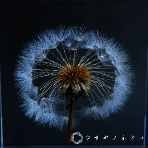 Sola Tile 1.5cm厚切型片狀標本，展示著一朵完整的蒲公英，其絨毛狀的種子呈白色，圍繞著褐色的花心，彷彿懸浮在黑色背景中，展現出細緻的自然結構。