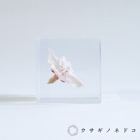 透明立方塊中封存著一朵粉白色染井吉野櫻花，花瓣細緻，花蕊帶有粉紅色點綴，花梗則為淺綠色。