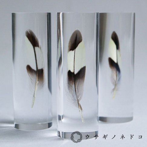 三支透明壓克力柱體展示鳥類羽毛標本，羽毛呈現棕、白、黑相間的條紋，細緻的羽枝清晰可見。