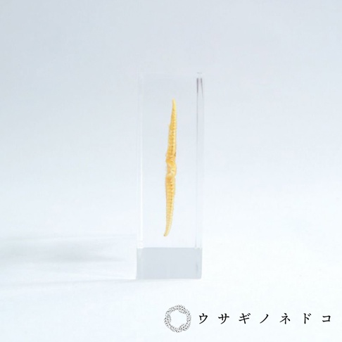 透明壓克力塊中封存著一隻黃色海星標本，海星呈細長狀，帶有明顯的紋理。