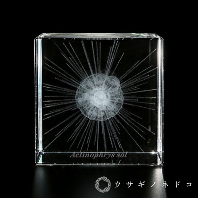 usaginonedoko 京都兔之床 Sola cube Micro雷射雕刻微生物立方塊 太陽蟲