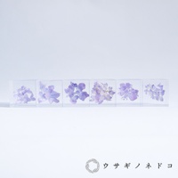 透明立方體中封存著淡紫色繡球花，呈現出細膩的花瓣結構，營造出柔和的視覺效果。