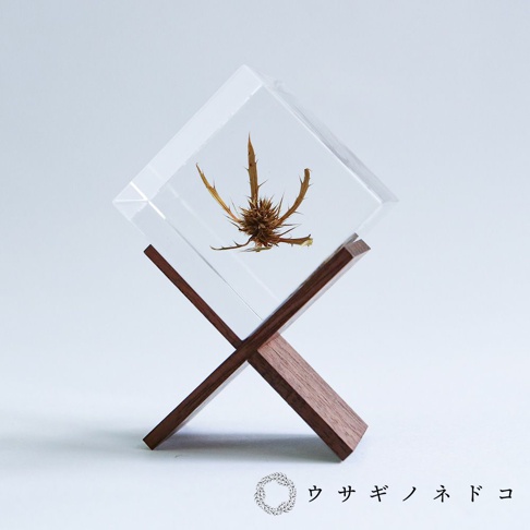 透明立方體內封存著乾燥的刺芹，下方以深棕色木質支架支撐，呈現自然的乾燥植物美感。