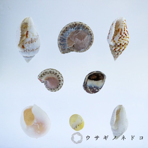 白色、棕色、灰色等多種顏色紋路的貝殼，包含螺旋形、錐形及片狀等不同造型，部分貝殼有切面展示內部結構，材質為天然貝殼。
