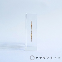 透明壓克力塊中嵌入兩片乾燥的大百合種子，種子呈淺棕色，紋理清晰，整體呈現簡約風格。