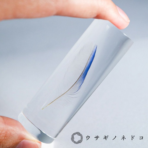 虎皮鸚鵡藍色羽毛標本，封存在透明壓克力中，羽毛呈現淡黃色羽梗與鮮豔藍色羽片。