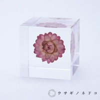 Sola cube 蠟菊立方塊 (宙言葉：適應各種環境)