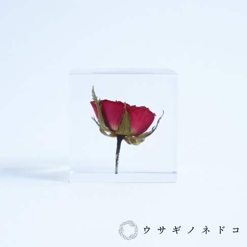 透明立方體中封存著一朵乾燥的紅色玫瑰，花瓣緊緻，綠色萼片環繞，莖部細長，整體呈現精緻的裝飾品。