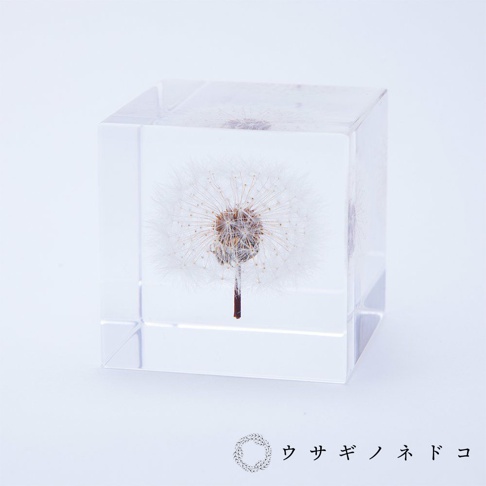 透明立方塊中封存著一朵完整的蒲公英，白色絨毛狀的種子蓬鬆散開，中心是深褐色的小花頭，下方有細長的褐色莖。